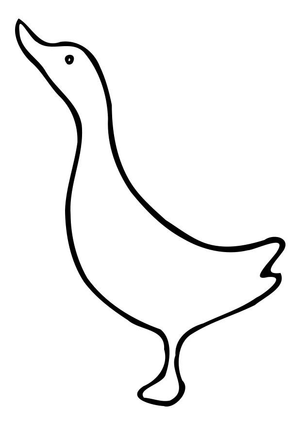 pato Página para colorir pato