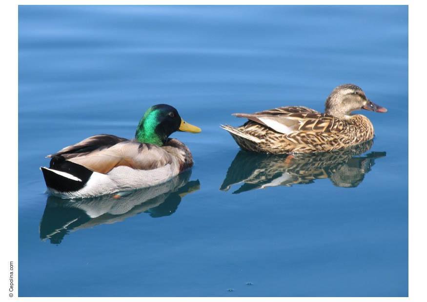 patos Foto patos