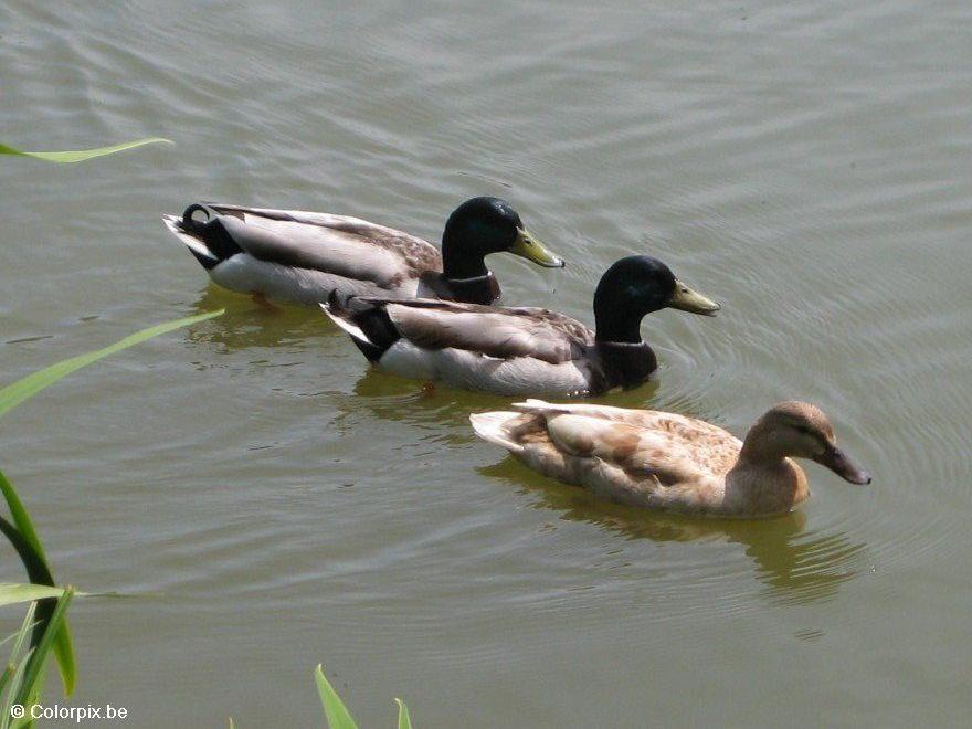 patos selvagens Foto patos selvagens