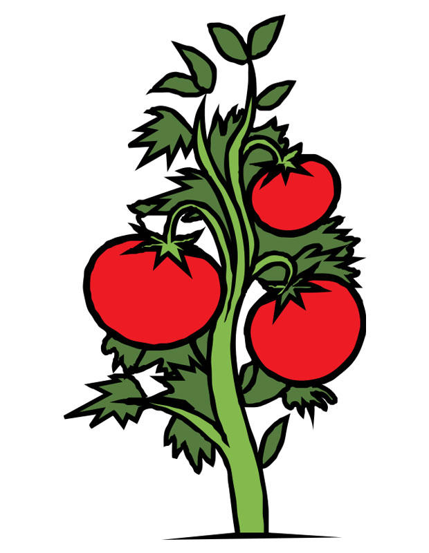 pA© de tomate imagem pA© de tomate