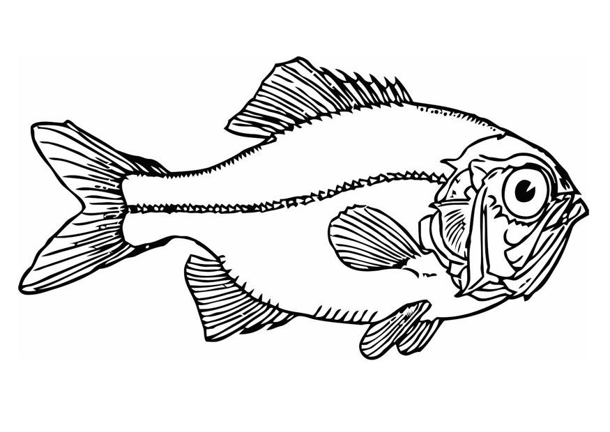 peixe Página para colorir peixe