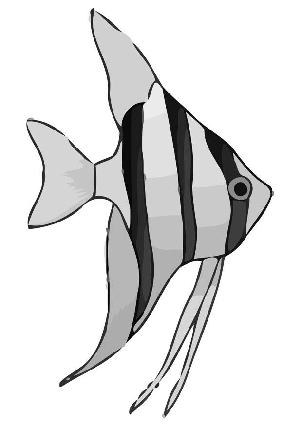 peixe Página para colorir peixe