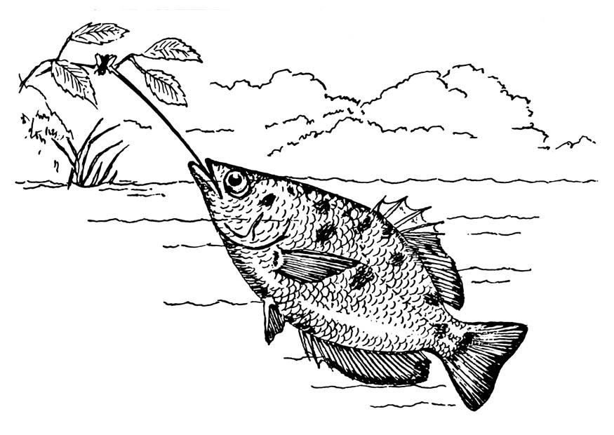 peixe-arqueiro Página para colorir peixe-arqueiro