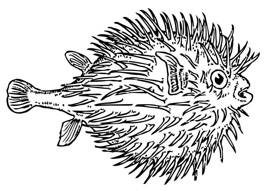 Página para colorir peixe - baiacu 