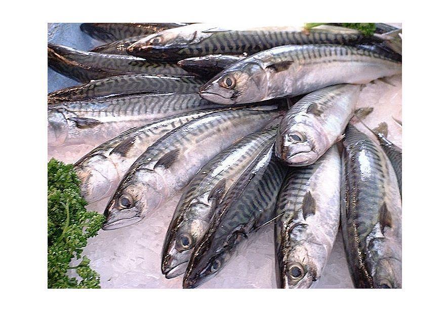 peixe - mercado Foto peixe - mercado