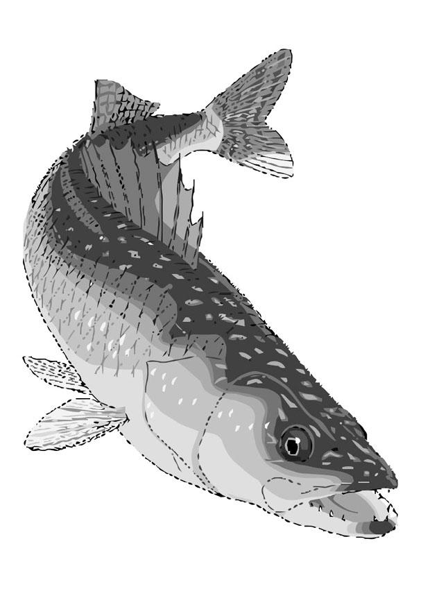 peixe - picA£o-verde Página para colorir peixe - picA£o-verde