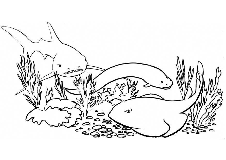 peixes e tubarA£o Página para colorir peixes e tubarA£o