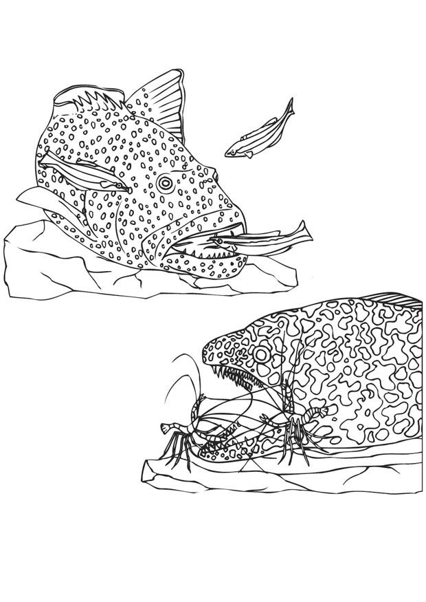 peixinhos e camarAµes Página para colorir peixinhos e camarAµes