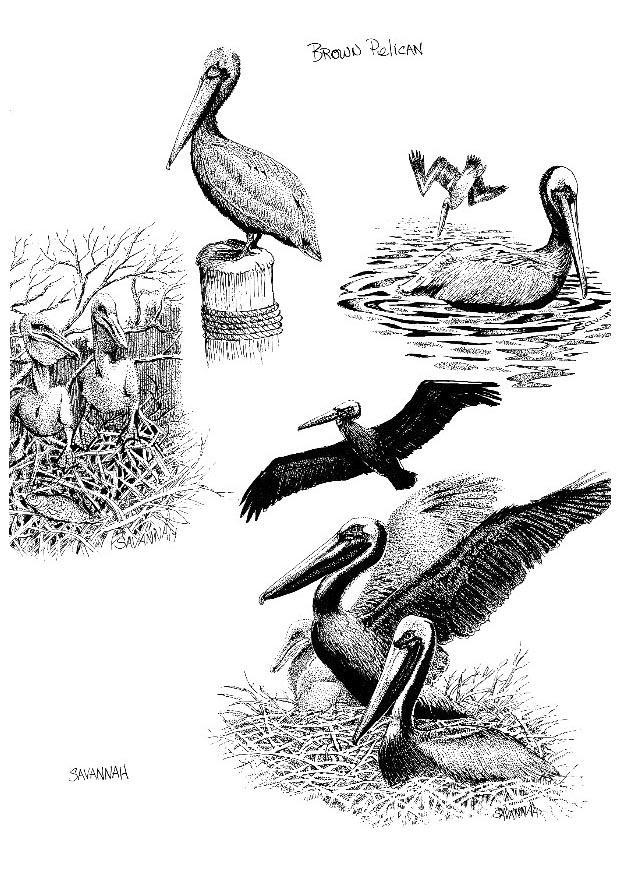 pelicanos Página para colorir pelicanos
