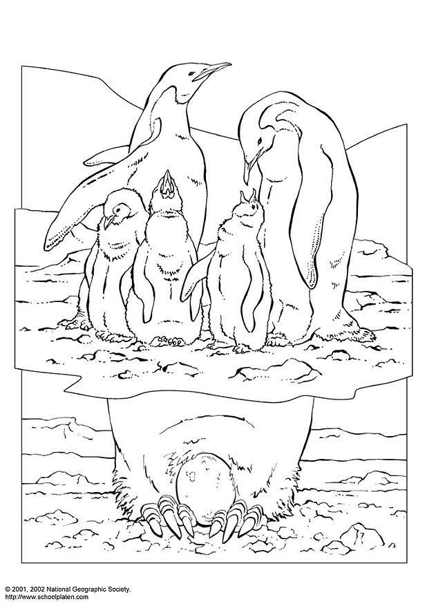 pinguim Página para colorir pinguim