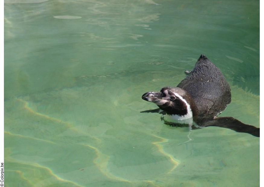 pinguim Foto pinguim