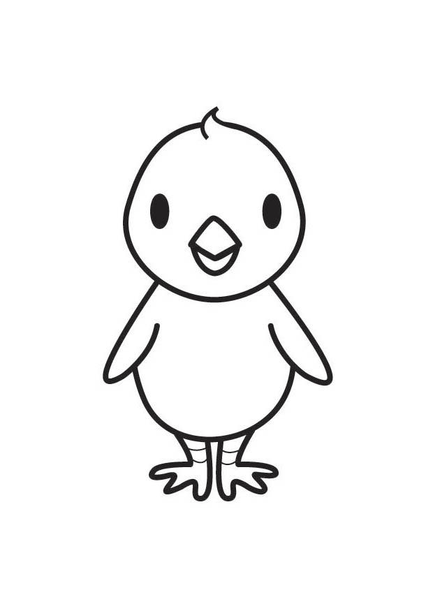 pintinho Página para colorir pintinho