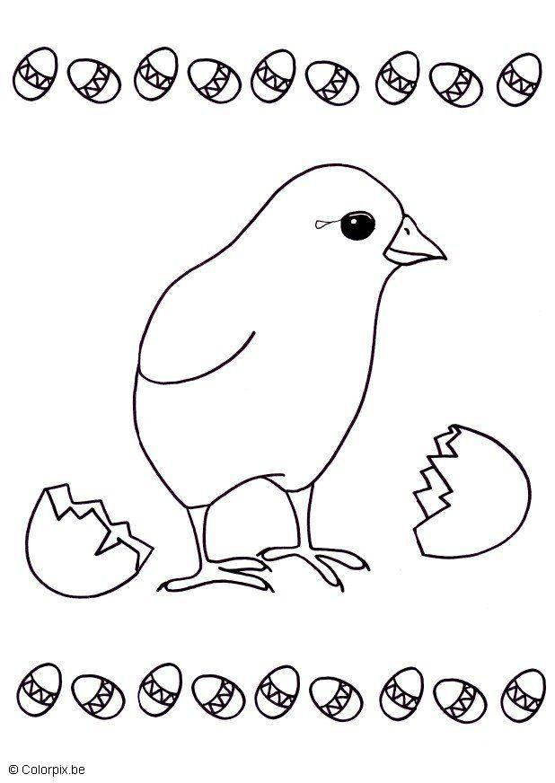 pintinho saindo do ovo Página para colorir pintinho saindo do ovo