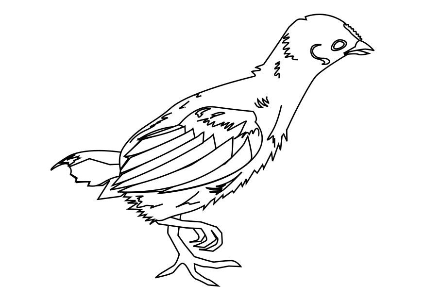 Página para colorir pinto