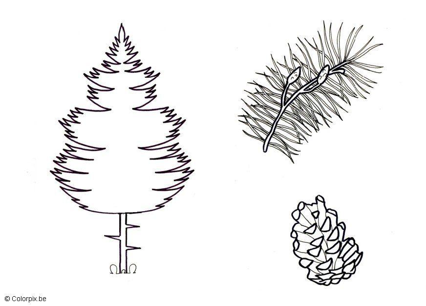 pinus Página para colorir pinus