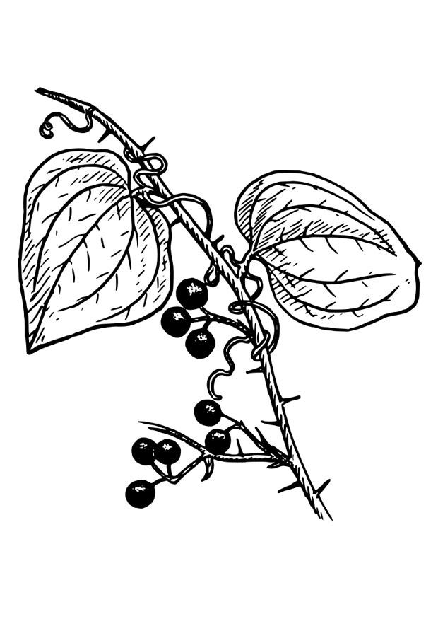 planta Página para colorir planta
