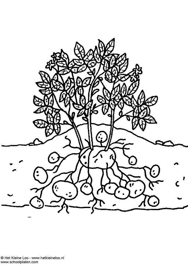 planta da batata Página para colorir planta da batata