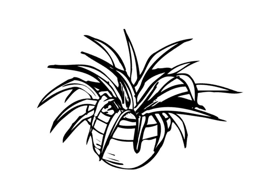 planta interna Página para colorir planta interna