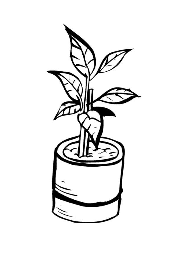 planta interna Página para colorir planta interna