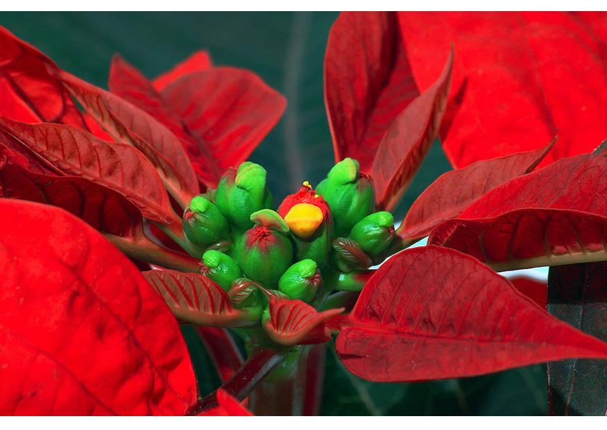poinsettia 2 Foto poinsettia 2