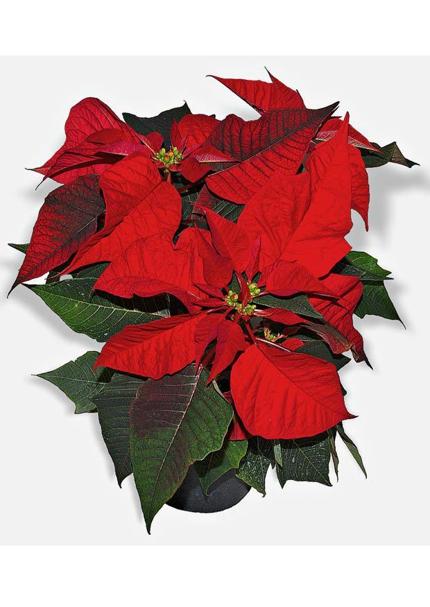 poinsettia Foto poinsettia