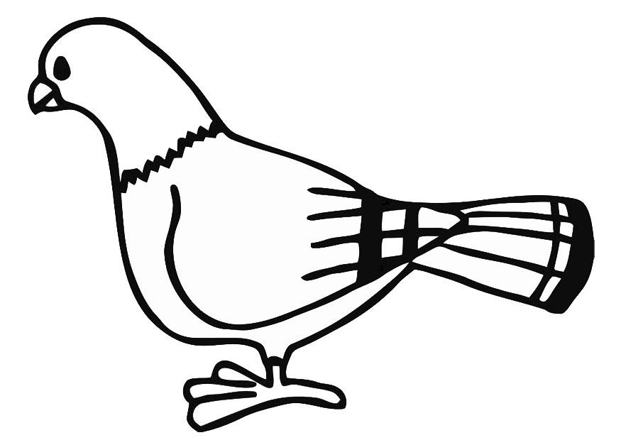 pomba Página para colorir pomba