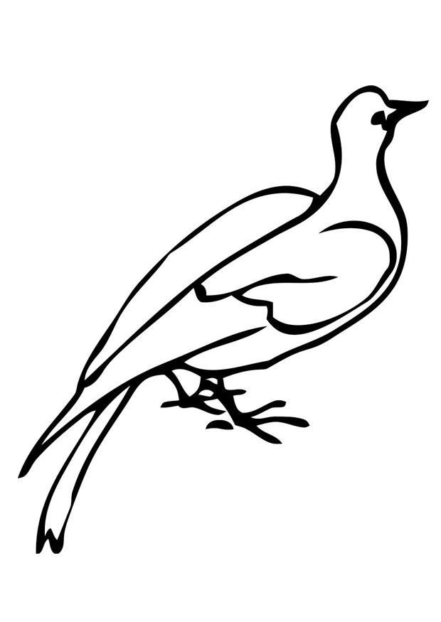 pomba Página para colorir pomba