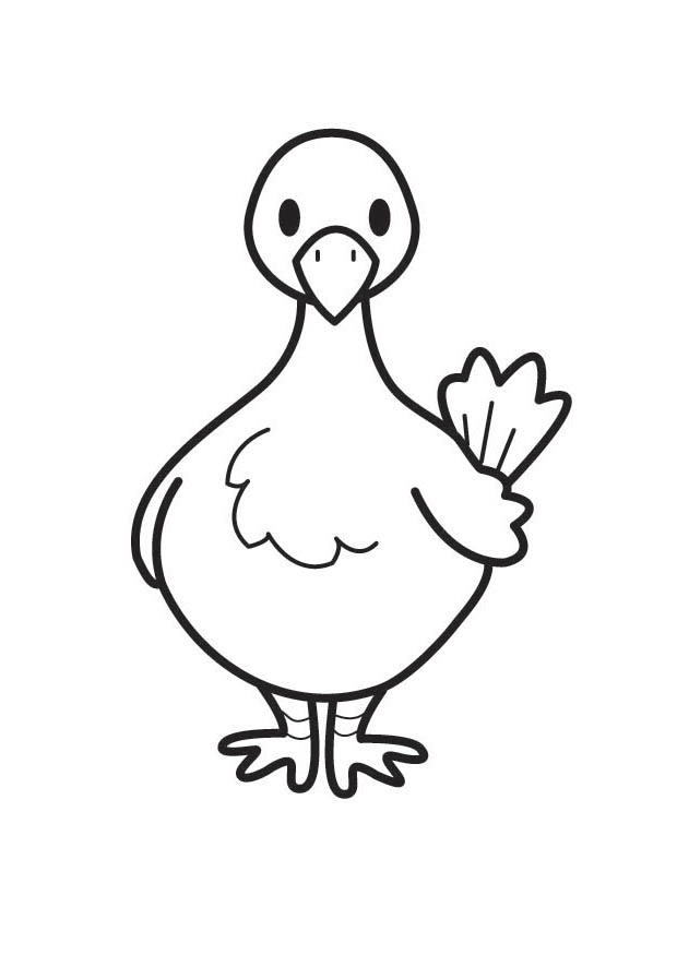 pombo Página para colorir pombo