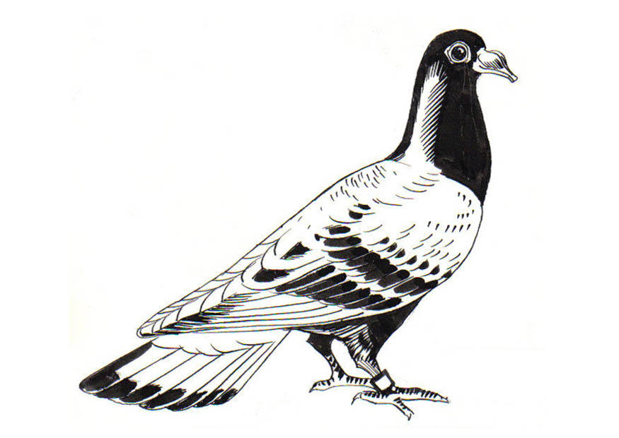 pombo-correio Página para colorir pombo-correio