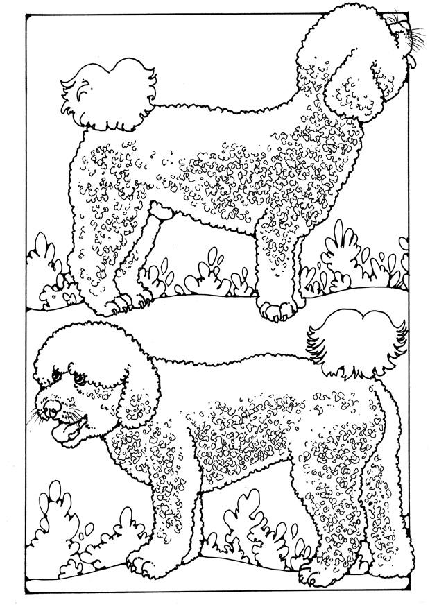 poodles Página para colorir poodles
