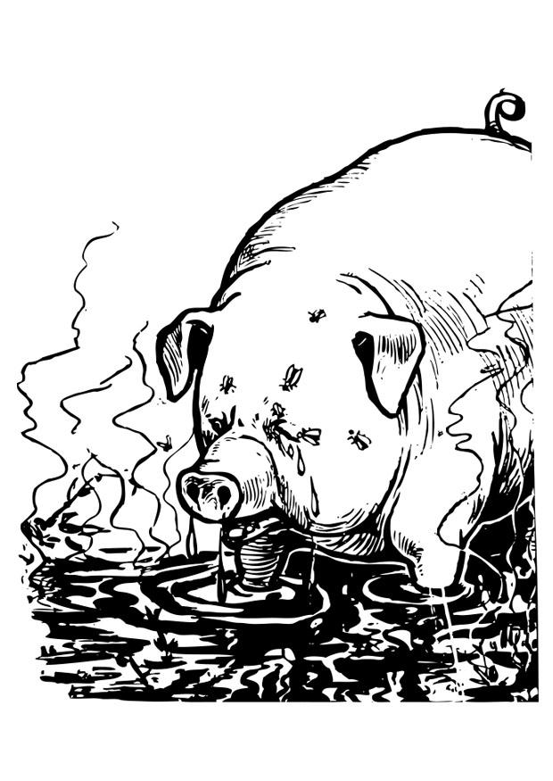 porco Página para colorir porco