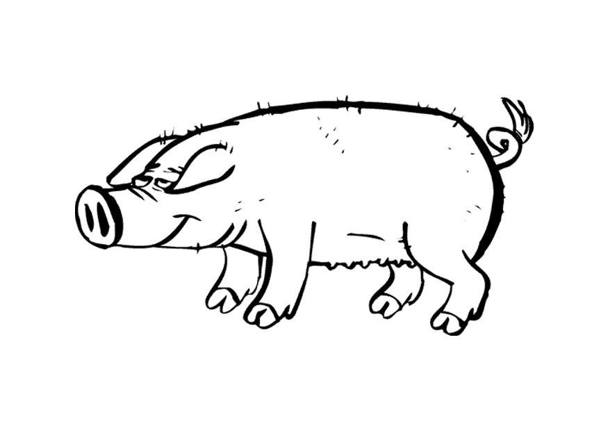 porco Página para colorir porco