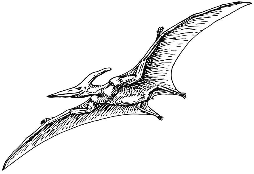 pterodactyl Página para colorir pterodactyl