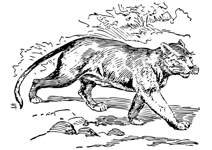 puma Página para colorir puma