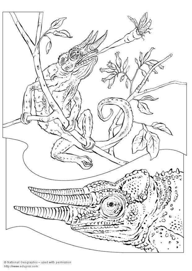 Página para colorir camaleA£o
