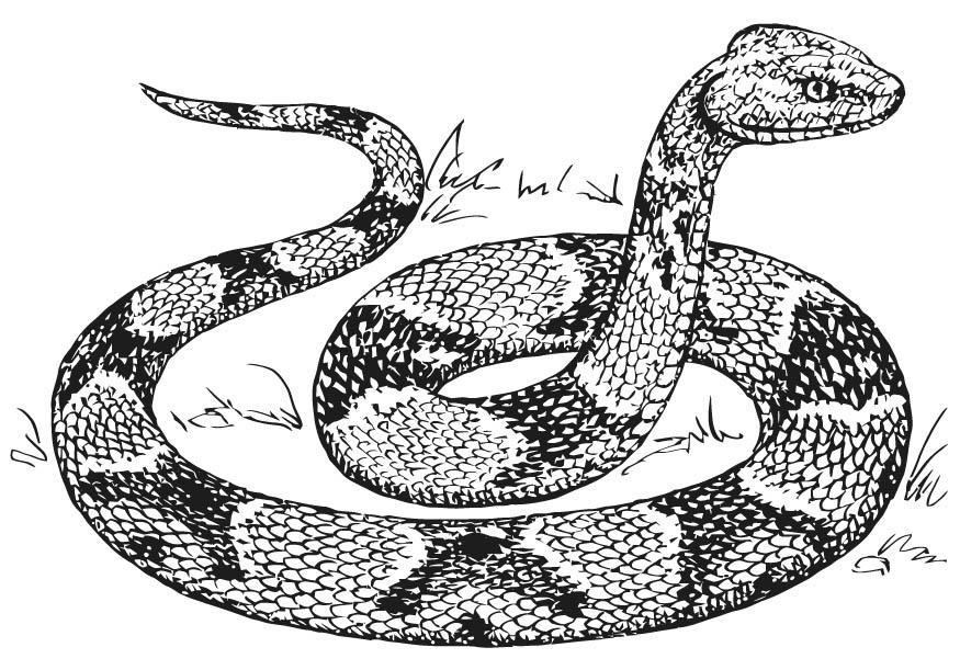 Página para colorir cobra cabeA§a-de-cobre