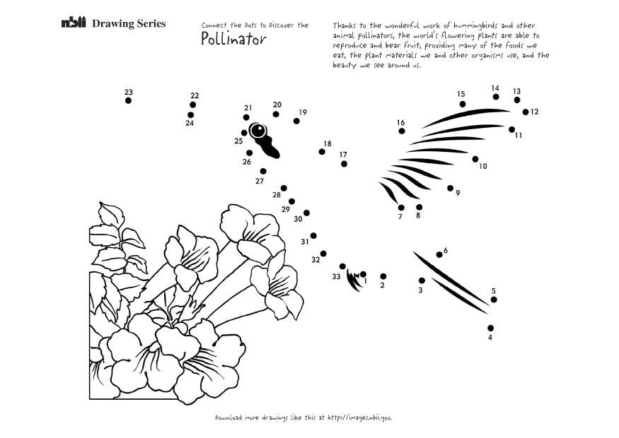 Página para colorir colibri 