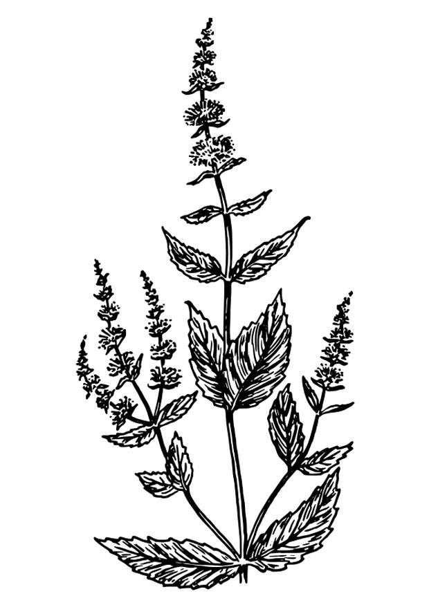 Página para colorir hortelA£