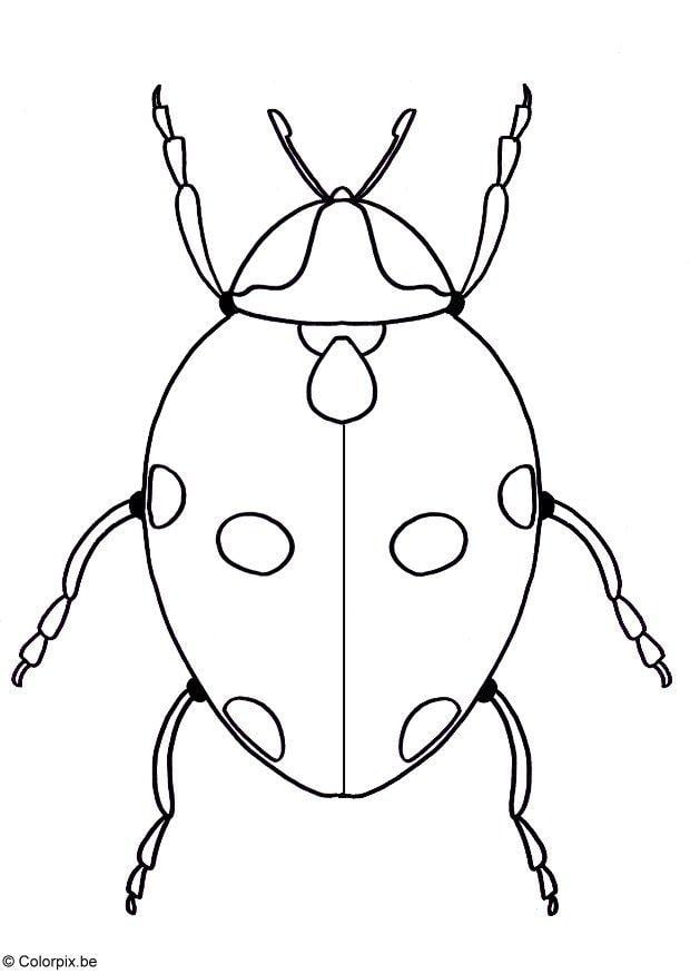 Página para colorir joaninha