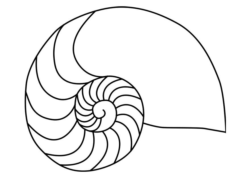 Página para colorir lula molusco nautilus