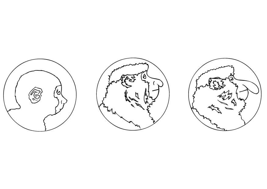 Página para colorir macaco-narigudo