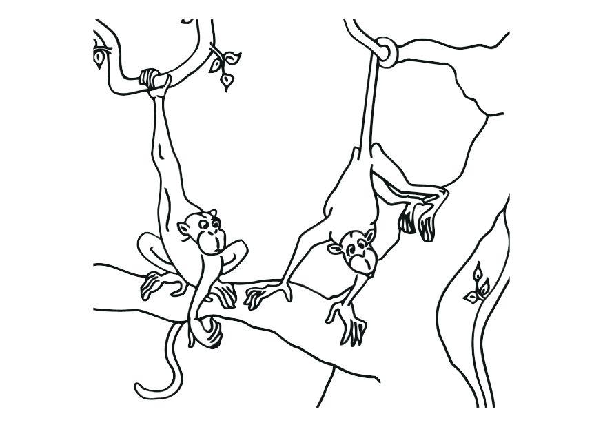 Página para colorir macacos