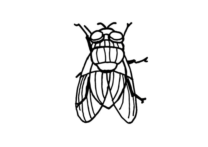 Página para colorir mosca