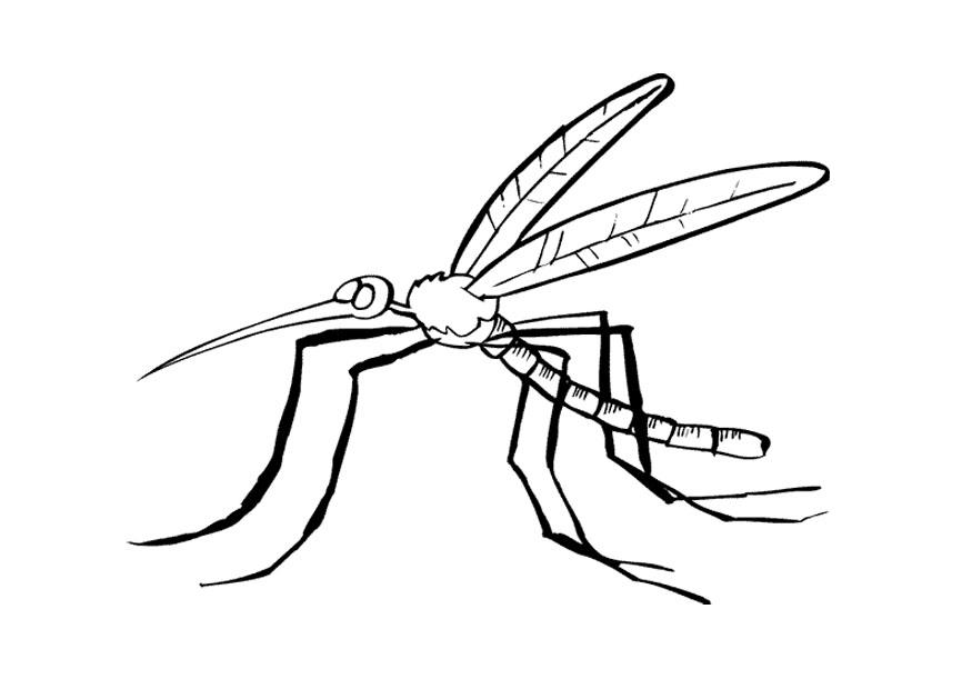 Página para colorir mosquito