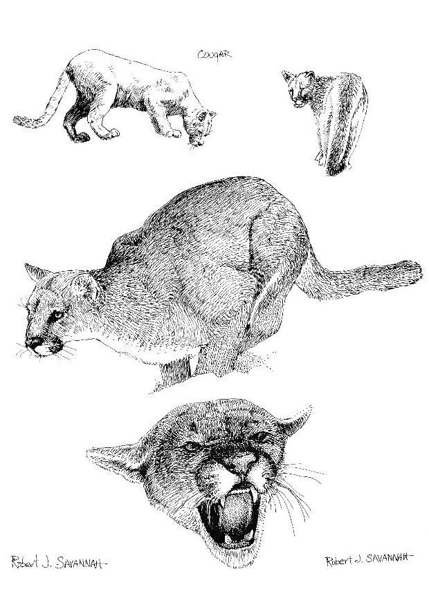 Página para colorir puma