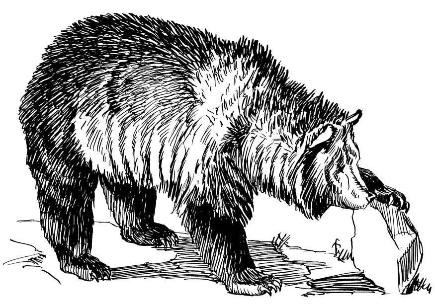 Página para colorir urso