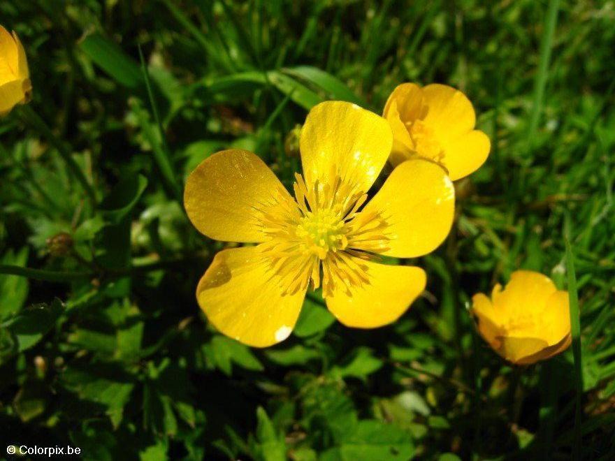ranunculus 3 Foto ranunculus 3