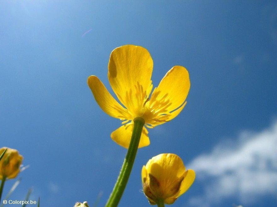 ranunculus 4 Foto ranunculus 4
