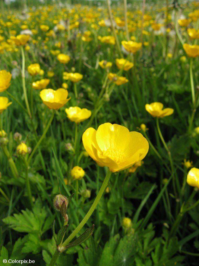 Foto ranunculus 5