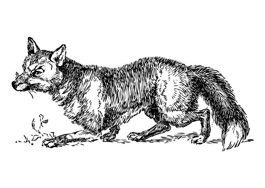 raposa Página para colorir raposa